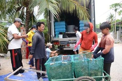 Nuôi tôm hùm và nỗi lo kép