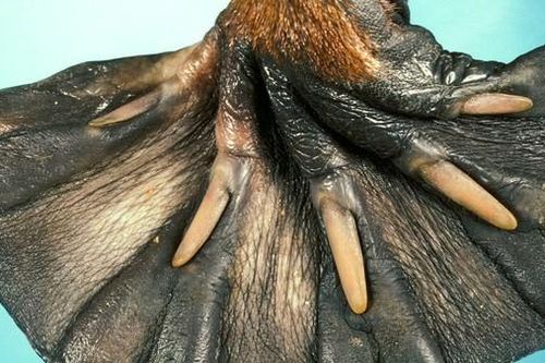 15 sự thật thú vị về động vật không hề có trong sách giáo khoa