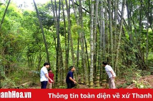 Phát triển hiệu quả và bền vững giá trị cây luồng xứ Thanh