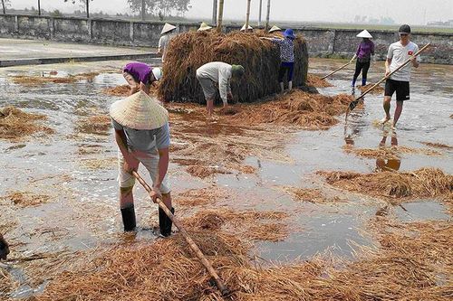Hiệu quả Dự án trồng nấm ở Ðiện Biên