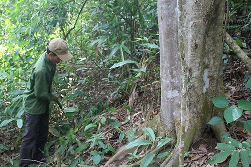 Pa Thơm thực hiện tốt công tác quản lý, bảo vệ rừng