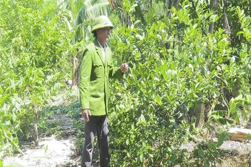 Cựu chiến binh trên mặt trận 'thoát nghèo, làm giàu'
