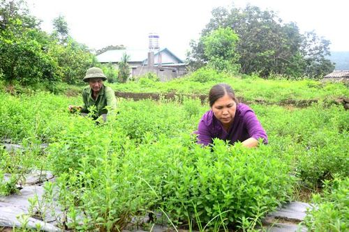 Phát triển cây dược liệu: Tận dụng quỹ đất, gia tăng giá trị kinh tế
