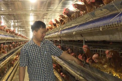 Lãi lớn nhờ liên kết nuôi gà đẻ trứng