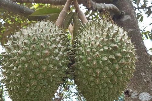 Sầu riêng trên đất Quảng