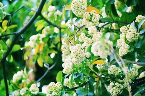 Hoa sữa có còn… ngọt ngào?