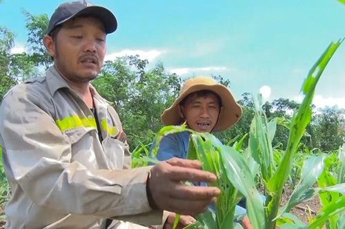 Phòng trừ sâu keo mùa thu