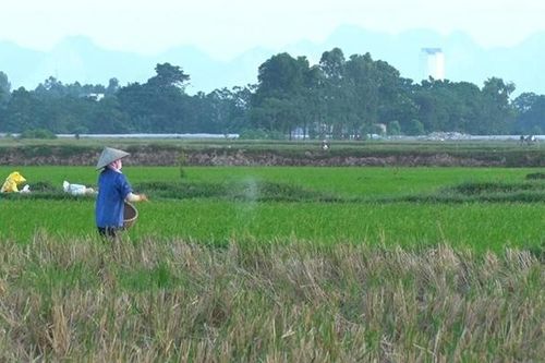 Giải quyết tình trạng nông dân tỉnh Hà Nam bỏ ruộng