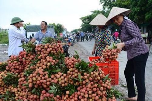 Cần coi trọng việc đăng ký bảo hộ chỉ dẫn địa lý cho nông sản đặc sản