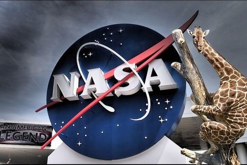 Hươu cao cổ làm 'quân sư' cho NASA