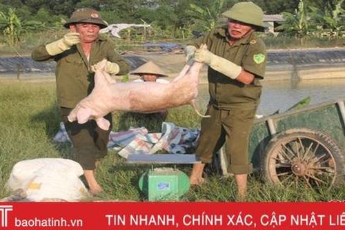 Hà Tĩnh đã tiêu hủy 1.443 con lợn mắc bệnh DTL Châu Phi
