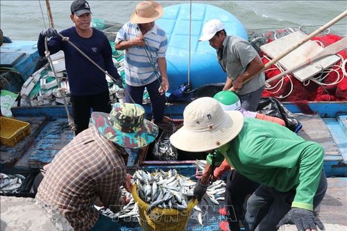 Ngư dân Quảng Trị vượt khó vươn khơi bám biển