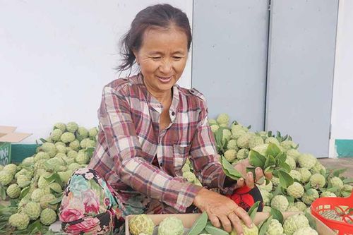 Cây na mang lại thu nhập cao cho người dân vùng khó