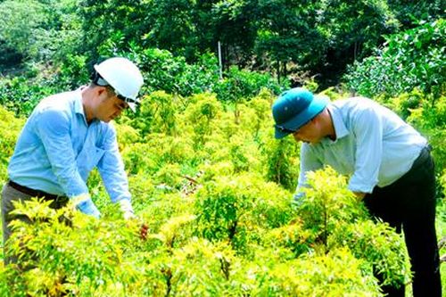 Cây đinh lăng lá nhỏ, hiệu quả kinh tế cao