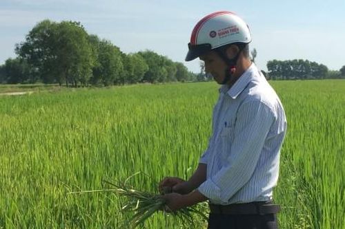 Kinh tế Nông nghiệp - Nông thôn Hạn chế phương pháp dùng bẫy điện diệt chuột