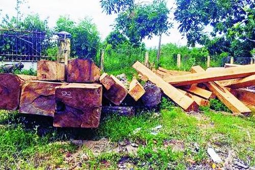 Gia Lai - an ninh rừng đang bị đe dọa