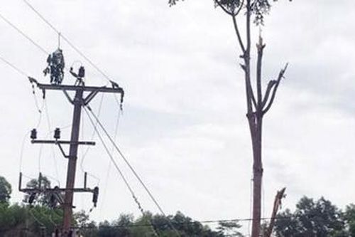 Người đàn ông chặt cây bị điện giật tử vong
