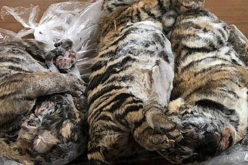 Lập hẳn một công ty xây dựng để buôn bán... hổ đông lạnh