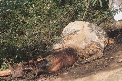 Quảng Ngãi: Vứt xác lợn bừa bãi, nguy cơ dịch tả lợn châu Phi lan nhanh