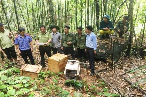 Thả cầy vòi và mèo rừng về Vườn quốc gia Hoàng Liên