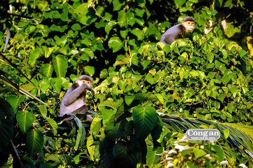 Cấp bách bảo tồn đàn voọc 50 con ở Quảng Nam