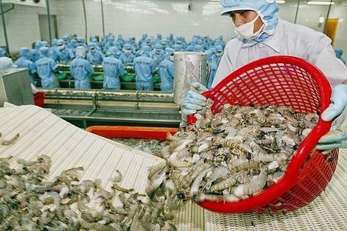 Xuất khẩu tôm sang EU và Hàn Quốc giảm mạnh