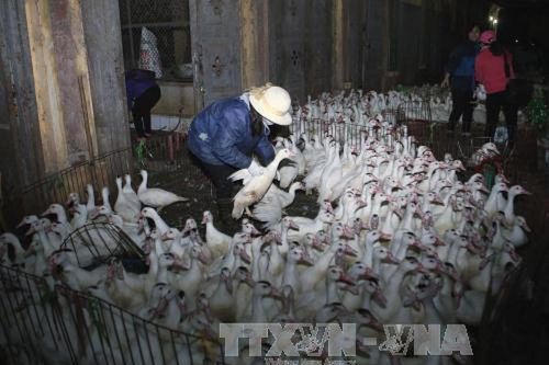 11 tỉnh, thành phố có ổ dịch cúm gia cầm