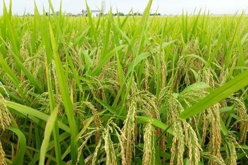 Giống lúa BC15 kháng đạo ôn sẽ có mặt từ vụ Đông Xuân 2019-2020