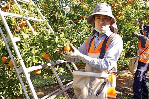 Cơ hội vừa du lịch vừa làm việc cho công dân Việt Nam ở Úc