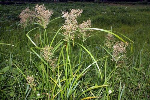 Những công dụng của vị thuốc hương phụ