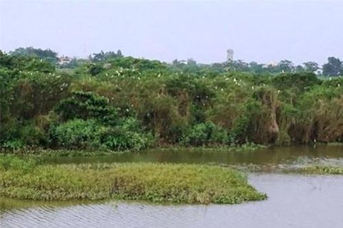 'Ngôi nhà' an toàn của hàng nghìn con cò ở Ninh Bình