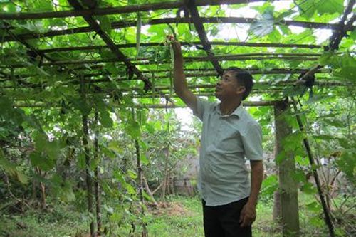 Hội Cựu chiến binh xã Khánh Thành thực hiện hiệu quả các phong trào thi đua
