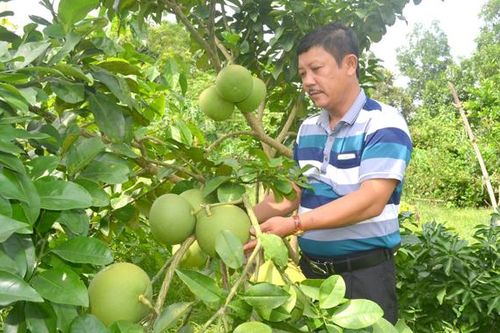 Sản xuất nông nghiệp hữu cơ 'Hút' nhà nông phố thị