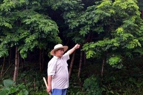 'Người về từ cõi chết' với khát vọng trồng rừng