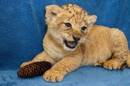 Vẻ dễ thương của Bahati, 'vua sư tử' Simba ngoài đời thực