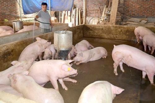 Giá thịt lợn hơi 'ấm' lên nhưng người dân vẫn chưa có lãi