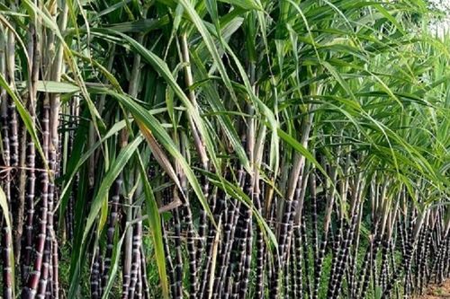 TTC Sugar được quỹ đầu tư nước ngoài rót 28 triệu USD