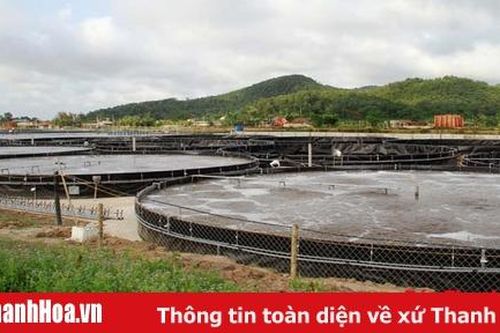 Hiệu quả mô hình nuôi tôm công nghiệp trong bể