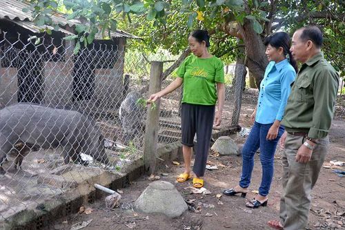 Triển vọng mô hình nuôi heo rừng lai ở Ia Pa