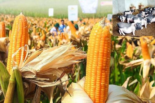 Nguồn gen cây trồng, vật nuôi bản địa có nguy cơ suy giảm
