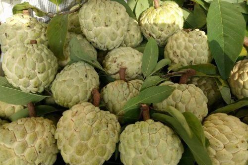 Na đầu mùa được giá, hút khách