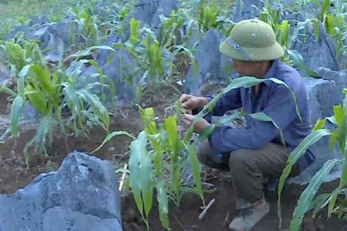 Phòng chống sâu keo - xuống giống và phòng trừ đồng loạt