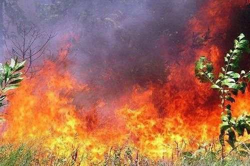 Cháy rừng ở Thừa Thiên Huế, hơn 500 người dồn sức dập lửa