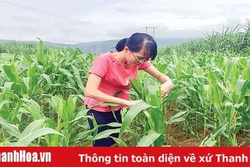 Toàn tỉnh có 210,8 ha ngô bị nhiễm sâu keo mùa thu