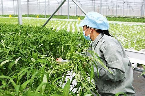Nếu không nỗ lực đổi mới nông sản Việt sẽ bị tụt hậu