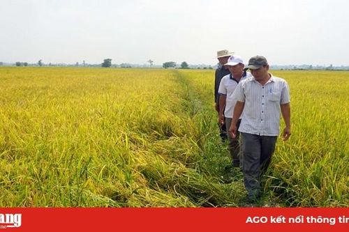 Sản xuất lúa, gạo sạch