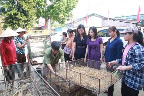 Thành lập tổ hợp tác chăn nuôi theo hướng an toàn sinh học
