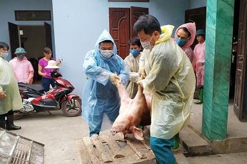 Cân đối cơ cấu ngành chăn nuôi để phát triển bền vững