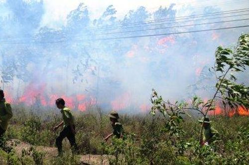 Kinh tế Nông nghiệp - Nông thôn Phong Điền: Cháy khoảng 20ha rừng tái sinh sau khi khai thác