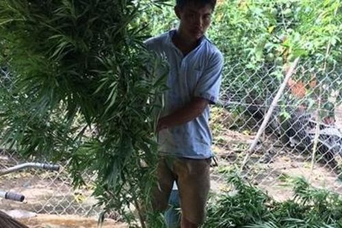 Phát hiện hàng trăm cây cần sa trong rẫy cà phê